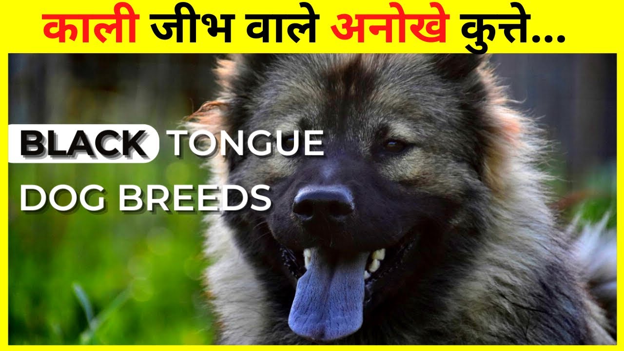 what dog breed has a black tongue