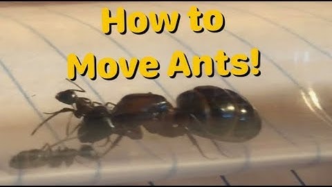 How to Move Ants to a New Setup