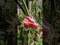 You wont believe this Dragon Fruit 🐲😱( Fruit Mold Transformation )