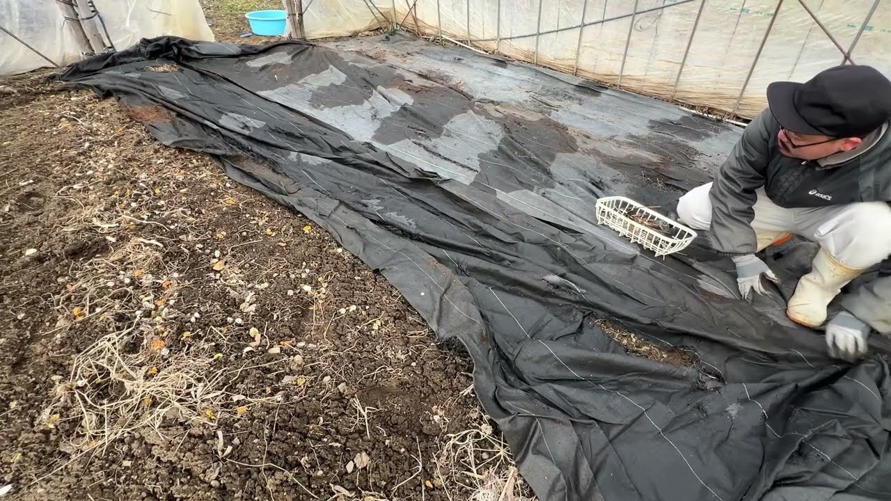 ビニールハウス内に防草シートを貼ります