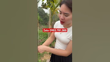 Thuổng đào măng , chuột … chuẩn thép nhíp siêu sắc bén !