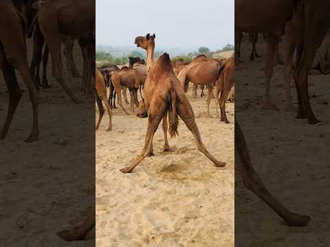 الجمل حامل في حياة الجمل