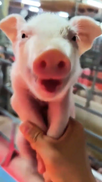 BABI KETAWA
