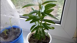 How to grow a pomegranate from a bone on a windowsill.