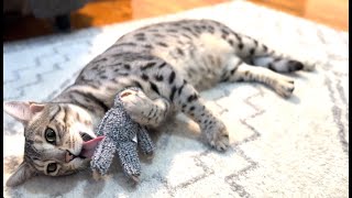 Bengal playing with a toy sloth! by Elsa and Dalila  316 views 8 months ago 1 minute, 26 seconds