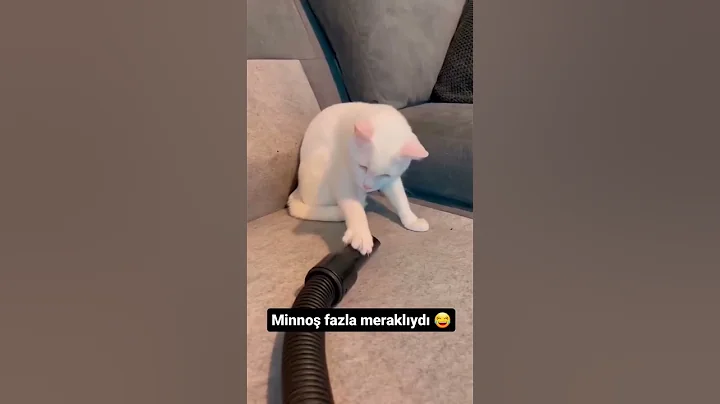 Watch the video about #cat #funny #foryou #funnycat #cats #pets #catlover #funnycats