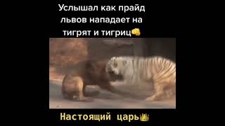 Тигр против Льва