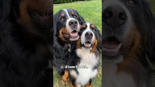 Do Bernese Mountain Dogs Shed!? The Berner Bunch Has An Answer #bernesemountaindog #yourewelcome