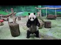 20200918 團團點心窗前吃 雙球不見有落食(永懷團團之389) Giant Panda Tuan Tuan