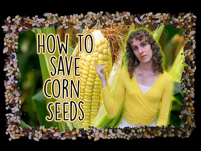 How to Preserve Corn Seeds: Ultimate Guide for Long-Lasting Viability