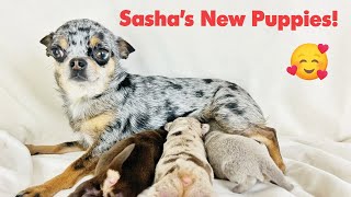 Sasha's New Puppies! See these baby Chihuahua puppies and fall in love! | Sweetie Pie Pets