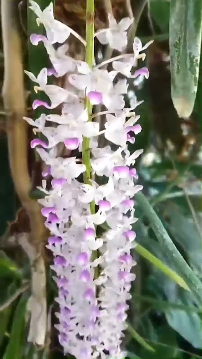 Walau Di Sela2 Pohon Anggrek Tetap Berbunga Cantik #orchids #anggrek #violetorchid #shorts