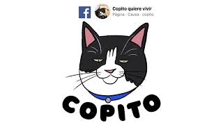 Música relajante para gato (120 minutos) by Copito Quiere Vivir 3,039 views 4 years ago 2 hours
