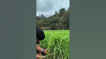 Smart Idea Unique Super Unique Agricultural Tool for Cutting Water Spinach in a Easy Way #shorts