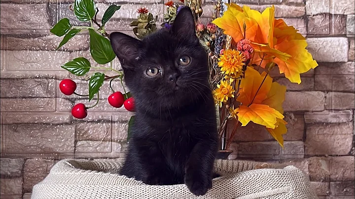 Video 701941: british shorthair black kitten, britishshorthair britishlonghair, britishshorthair meow, britishshorthair baby, animals britishshorthair