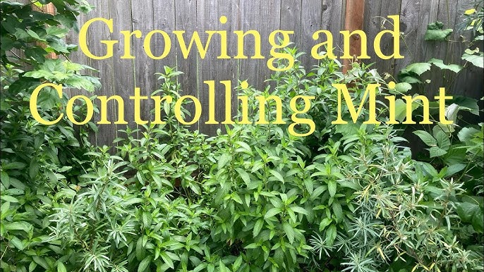 Mint plant in ground (planting mint, mint ground, planting mint ground, mint patch) Mint plant in ground