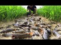 Amazing Dry Season Fishing! Flowing Water Rice Fields Dry Very a lot Big Fish Stuck Finding