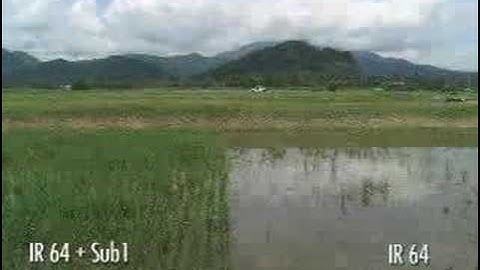 Flood tolerance in rice (Updated link in "About this Video")