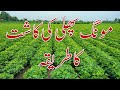 Peanut Cultivation!Mong Phali ke Kasht!Village Life With Muddassar Ameer