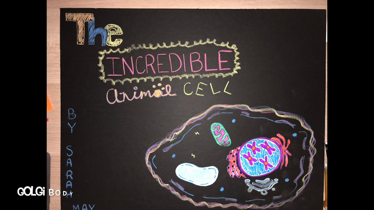 Cell Stop Motion - AP Biology - YouTube