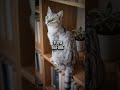 Your Cat is Actually a Secret Interior Designer Working Behind Your Back