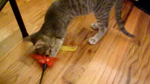 Video 1281421: egyptian mau mix, tabby mix, grey tabby, feather, polydactyl cat