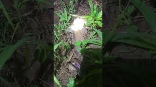 Thả Kén Ngoài Tự Nhiên Theo Dõi Cào Cào Vẫn Lớn Khoẻ