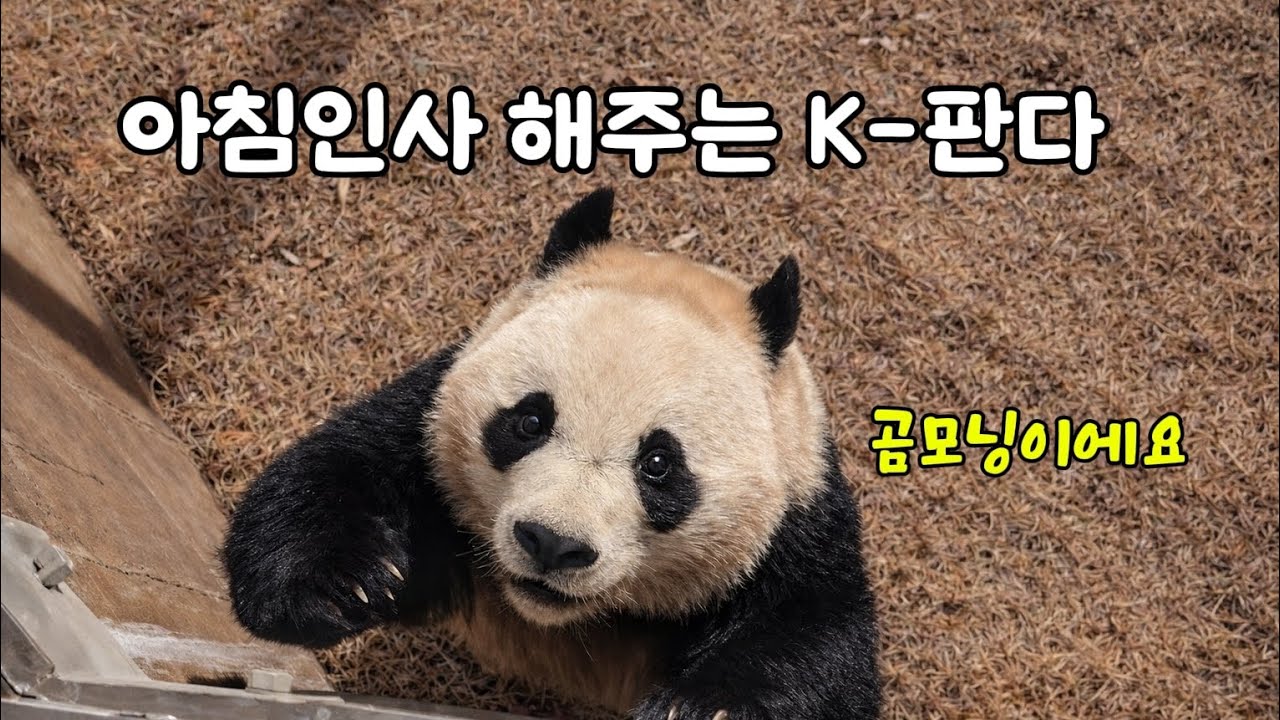 [ep.789]26.02.25 여기저기 다 인사해주고 싶어 바쁜 후이🤗