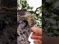 SqUber Eats breakfast delivery for Squirrel Baby Shu super size upgrade for free