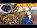 INSECTO rico en PROTEINA que comemos en la Mixteca, Receta de los Abuelitos