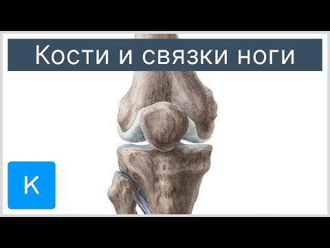 Видео: Какие кости в ноге?