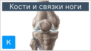Кости и связки ноги - Анатомия человека | Kenhub
