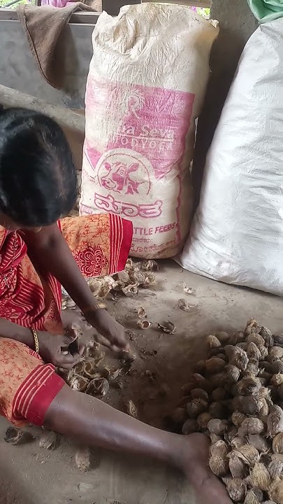 dry-areca-nut-available-on-indiamart-youtube