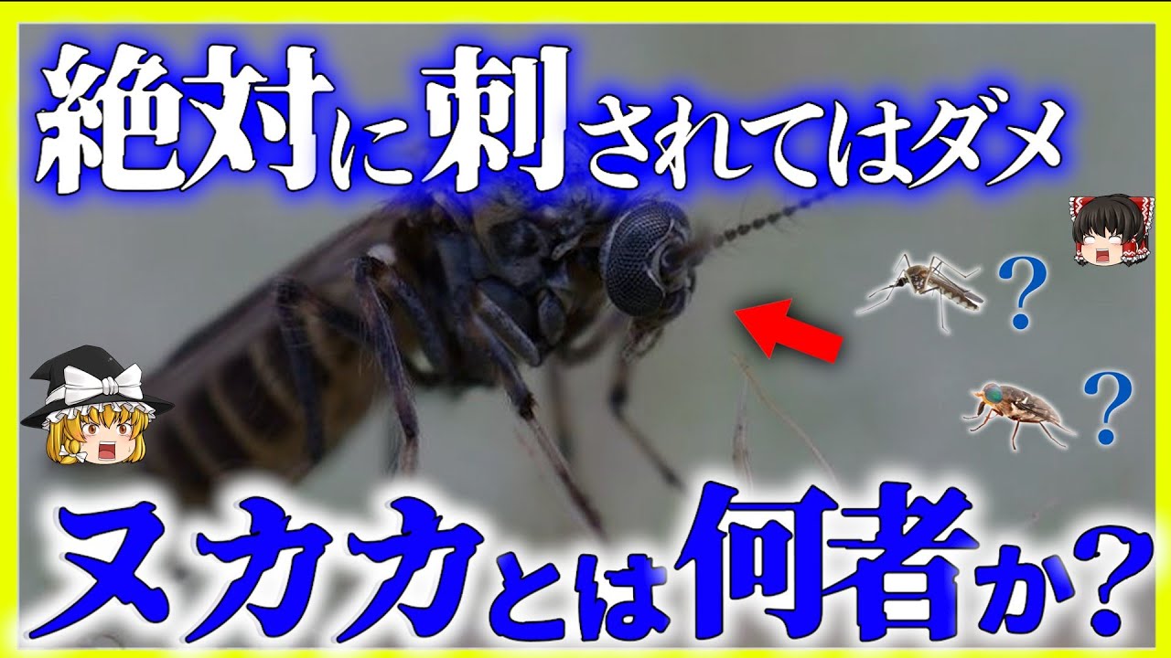 【ゆっくり解説】 絶対に刺されてはいけない危険な虫「 ヌカカ 」とは何者か？／日本で大量発生する厄介者／その生態について。 - YouTube