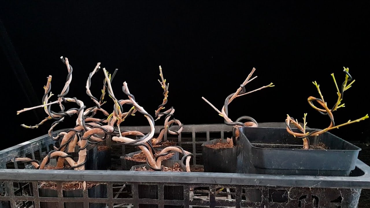 Retorciendo plantones para hacer PRE BONSAI - Técnica OMEGA