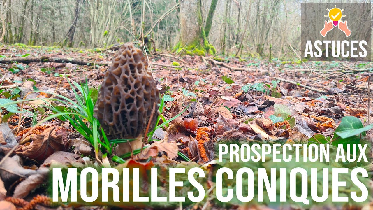Une journée de prospection aux morilles coniques. Suis-moi et découvre quelques conseils avisés !
