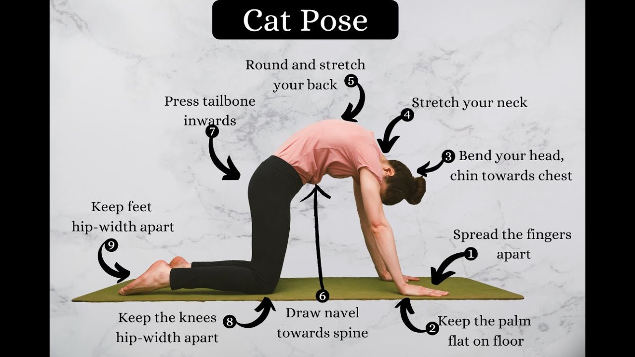 CAT POSE 