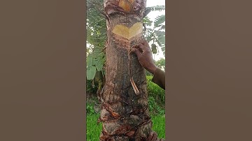 A beautiful scene of collecting date palm juice. #village #image