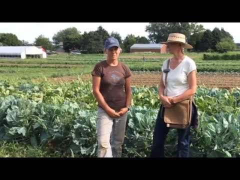 Wideo: Żywe rośliny mulczowe - informacje o sadzeniu żywych roślin okrywowych mulczowych