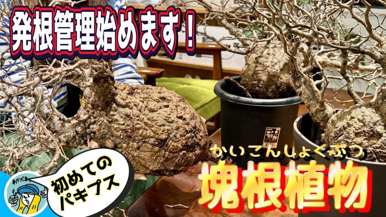 塊根植物】初めてのパキプス！塊根植物の初心者がパキプスを購入して発