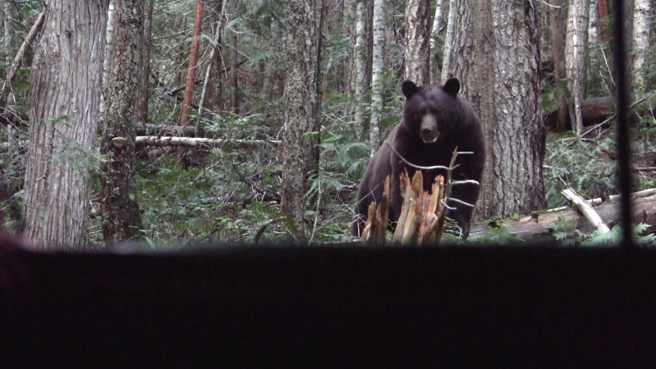 Bowhunting Black Bears From The Ground Blind YouTube