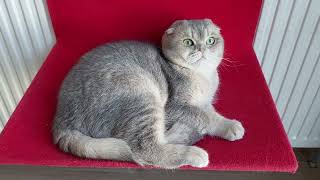 Scottish Fold blue golden renk yeşil gözlü erkek kedi by Lovetouch Cattery Kedi Evi 127 views 1 year ago 52 seconds