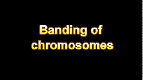 What Is The Definition Of Banding of chromosomes Medical Dictionary Free Online