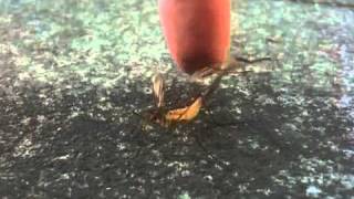 Crane fly copulation