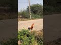 NEW GOOD ROOSTER🙏❤️👍 #birds #nature #viral #hashtags #yt shorts#Telugu