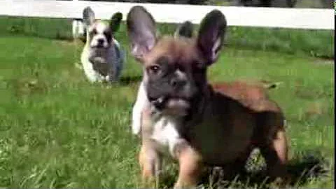 Adorable French Bulldog Puppies