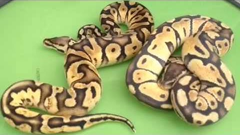 Citrus pastel comparison