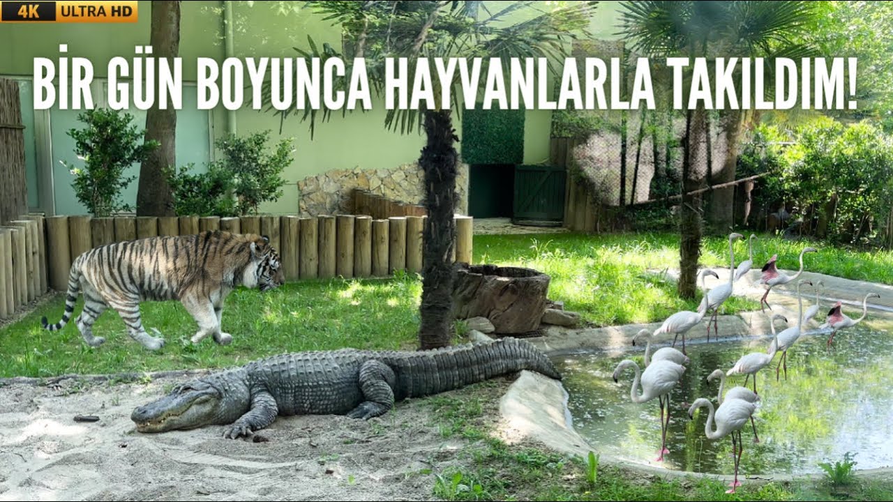 I’ve Never Seen These Animals Up Close! Exploring Bursa Zoo 🦁🐘🦜