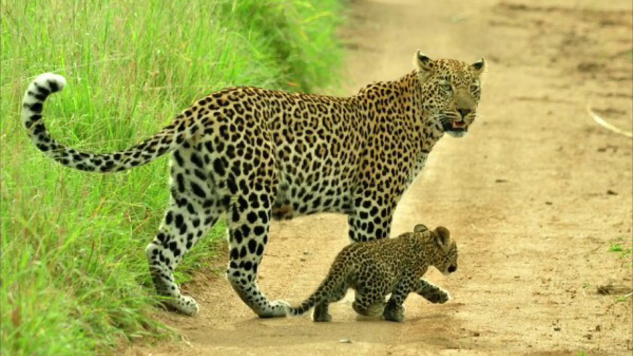 Гепард и леопард. Гепард леопард Ягуар. Ягуар и леопард. Отличия ягуара от леопарда. Гепард против пантеры.