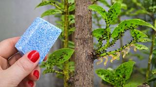 Mata Todo En 13 Segundos Cochinilla, Pulgón, Oruga, Mosca, Ácaros Insecticida Casero